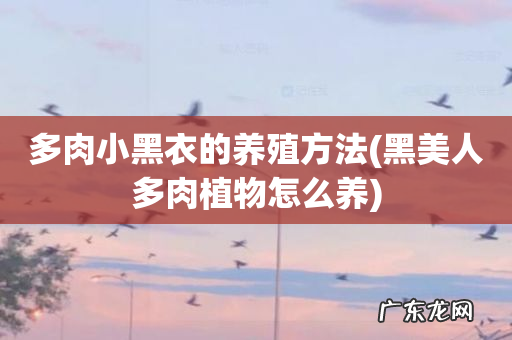 黑美人多肉植物怎么养 多肉小黑衣的养殖方法