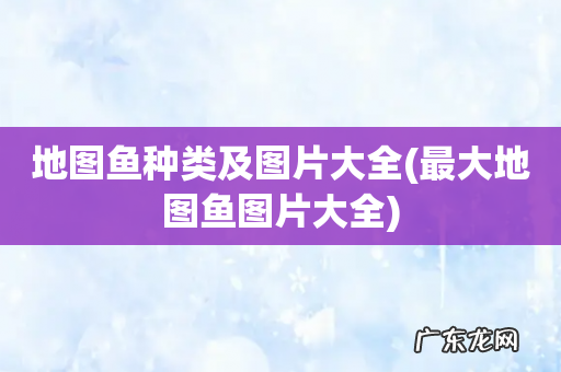 最大地图鱼图片大全 地图鱼种类及图片大全