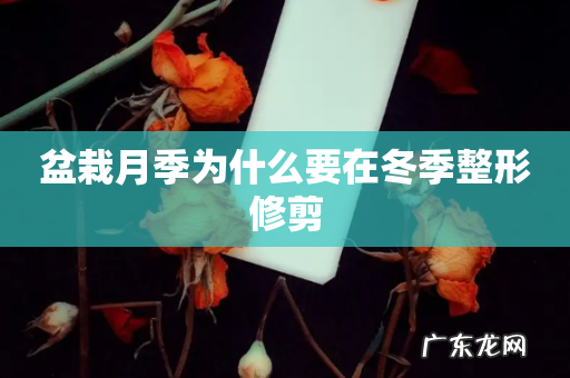 盆栽月季为什么要在冬季整形修剪