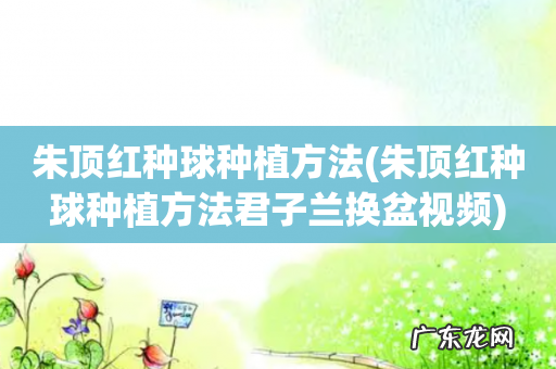 朱顶红种球种植方法君子兰换盆视频 朱顶红种球种植方法
