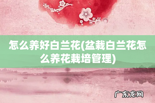 盆栽白兰花怎么养花栽培管理 怎么养好白兰花