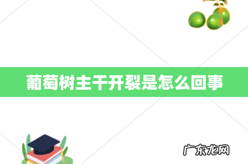 葡萄树主干开裂是怎么回事