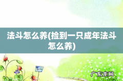 捡到一只成年法斗怎么养 法斗怎么养