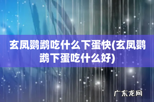 玄凤鹦鹉下蛋吃什么好 玄凤鹦鹉吃什么下蛋快
