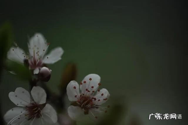 智弓灵魂回响 灵魂回响是什么意思