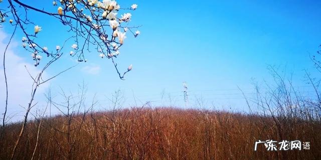 智弓灵魂回响 灵魂回响是什么意思