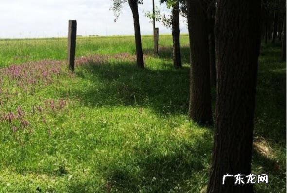 智弓灵魂回响 灵魂回响是什么意思