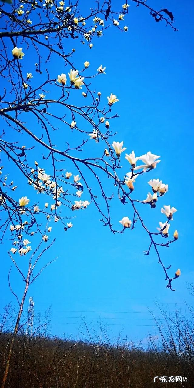 智弓灵魂回响 灵魂回响是什么意思