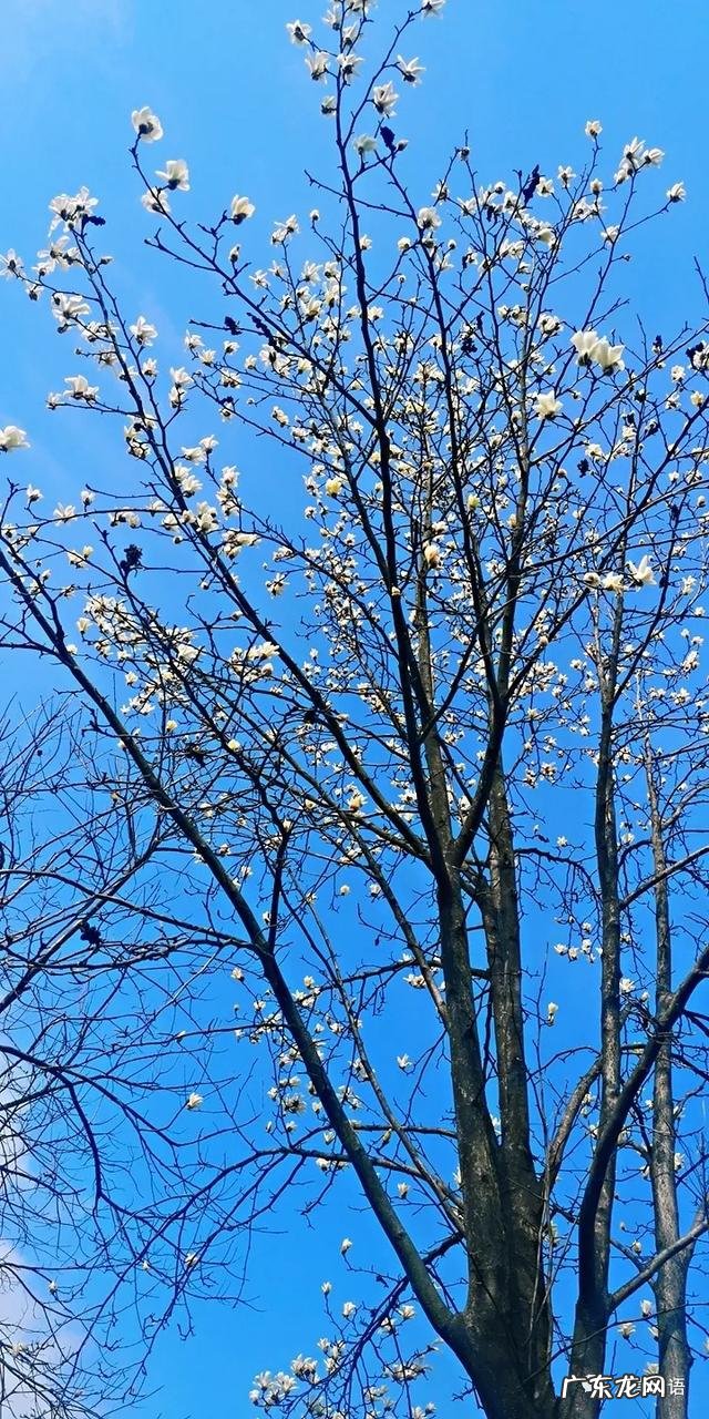 智弓灵魂回响 灵魂回响是什么意思