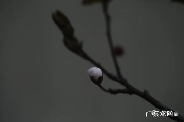 智弓灵魂回响 灵魂回响是什么意思