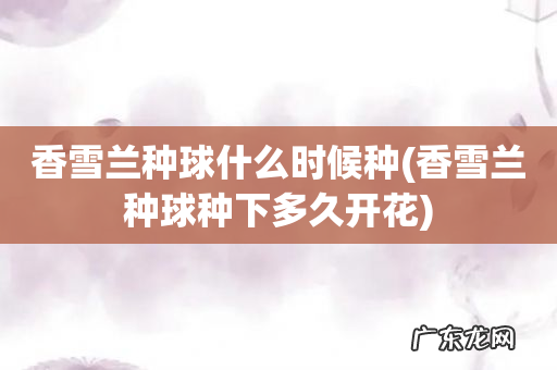 香雪兰种球种下多久开花 香雪兰种球什么时候种