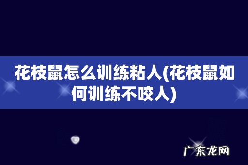 花枝鼠如何训练不咬人 花枝鼠怎么训练粘人