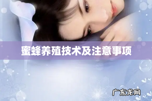 蜜蜂养殖技术及注意事项