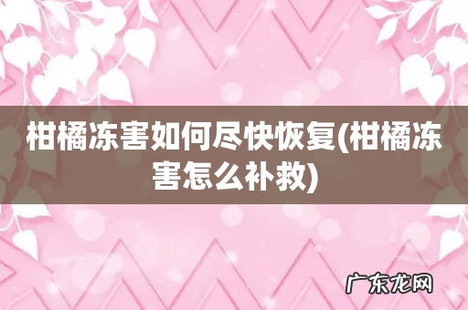 柑橘冻害怎么补救 柑橘冻害如何尽快恢复