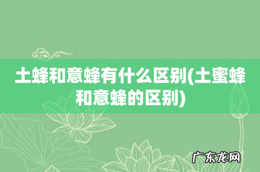 土蜜蜂和意蜂的区别 土蜂和意蜂有什么区别