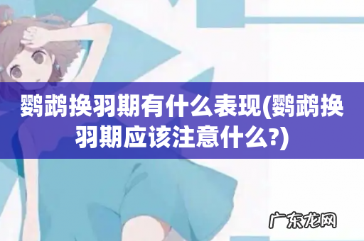 鹦鹉换羽期应该注意什么? 鹦鹉换羽期有什么表现