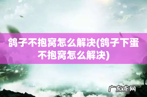 鸽子下蛋不抱窝怎么解决 鸽子不抱窝怎么解决