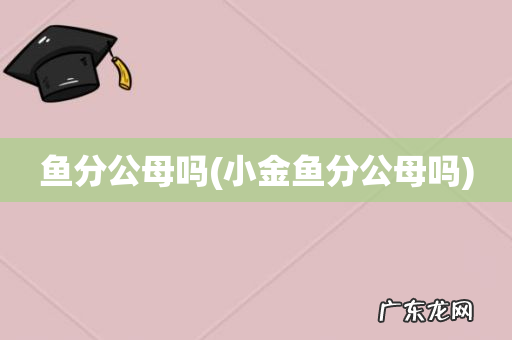 小金鱼分公母吗 鱼分公母吗