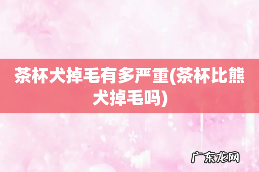 茶杯比熊犬掉毛吗 茶杯犬掉毛有多严重