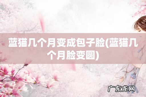 蓝猫几个月脸变圆 蓝猫几个月变成包子脸