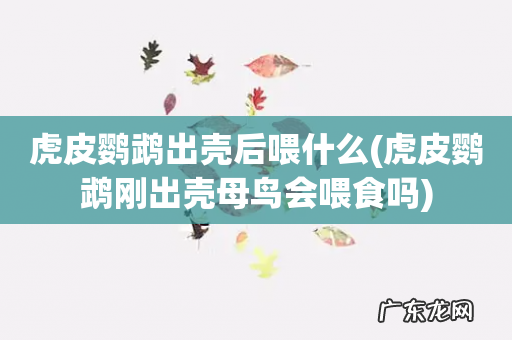 虎皮鹦鹉刚出壳母鸟会喂食吗 虎皮鹦鹉出壳后喂什么