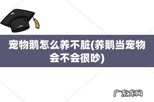 养鹅当宠物会不会很吵 宠物鹅怎么养不脏