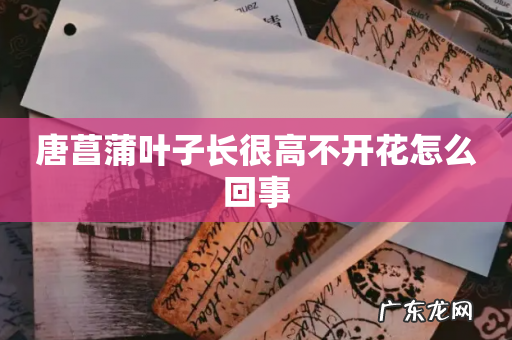 唐菖蒲叶子长很高不开花怎么回事