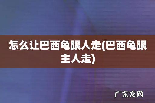 巴西龟跟主人走 怎么让巴西龟跟人走