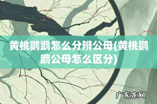 黄桃鹦鹉公母怎么区分 黄桃鹦鹉怎么分辨公母