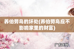 养伯劳鸟应不影响家里的财富 养伯劳鸟的坏处