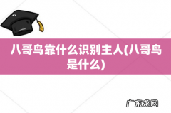 八哥鸟是什么 八哥鸟靠什么识别主人
