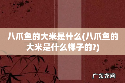 八爪鱼的大米是什么样子的? 八爪鱼的大米是什么