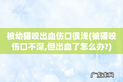 被猫咬伤口不深,但出血了怎么办? 被幼猫咬出血伤口很浅