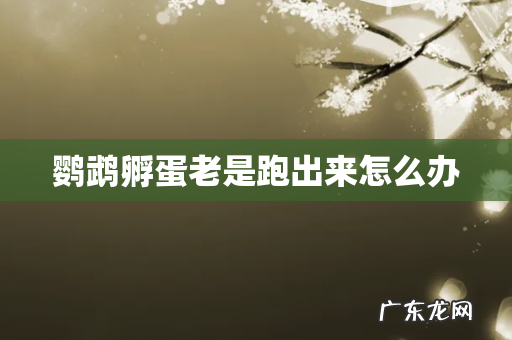 鹦鹉孵蛋老是跑出来怎么办