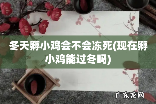 现在孵小鸡能过冬吗 冬天孵小鸡会不会冻死