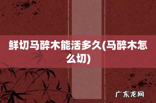 马醉木怎么切 鲜切马醉木能活多久