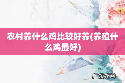 养殖什么鸡最好 农村养什么鸡比较好养