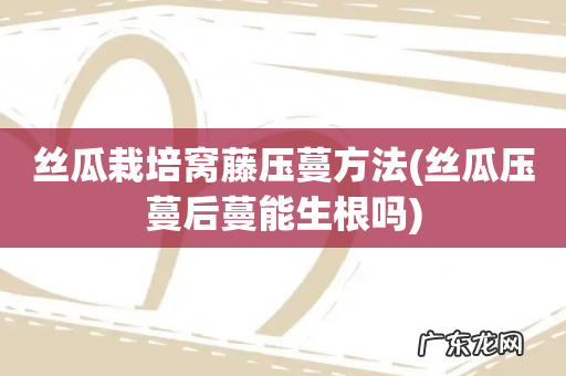 丝瓜压蔓后蔓能生根吗 丝瓜栽培窝藤压蔓方法
