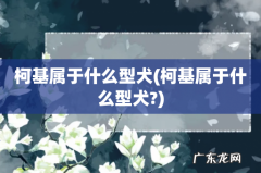 柯基属于什么型犬? 柯基属于什么型犬