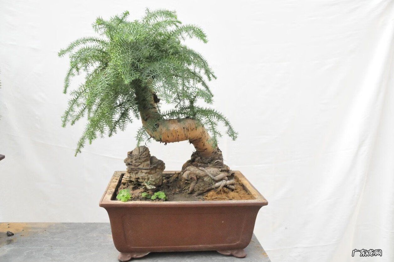 澳洲杉树盆景放家里好不好 澳洲杉树的盆景图片