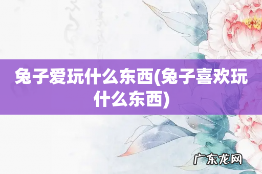 兔子喜欢玩什么东西 兔子爱玩什么东西