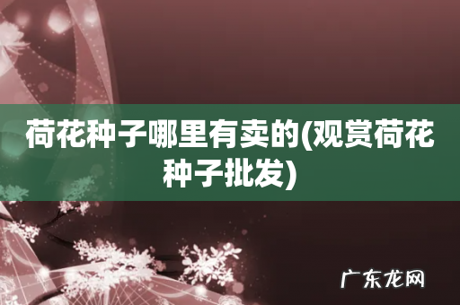 观赏荷花种子批发 荷花种子哪里有卖的