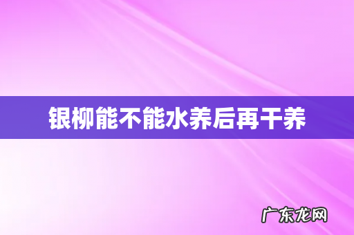 银柳能不能水养后再干养