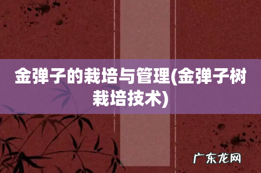 金弹子树栽培技术 金弹子的栽培与管理