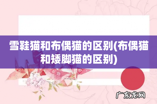 布偶猫和矮脚猫的区别 雪鞋猫和布偶猫的区别