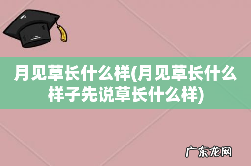 月见草长什么样子先说草长什么样 月见草长什么样