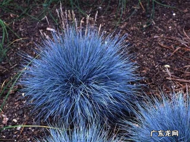 通天草花卉 通天草