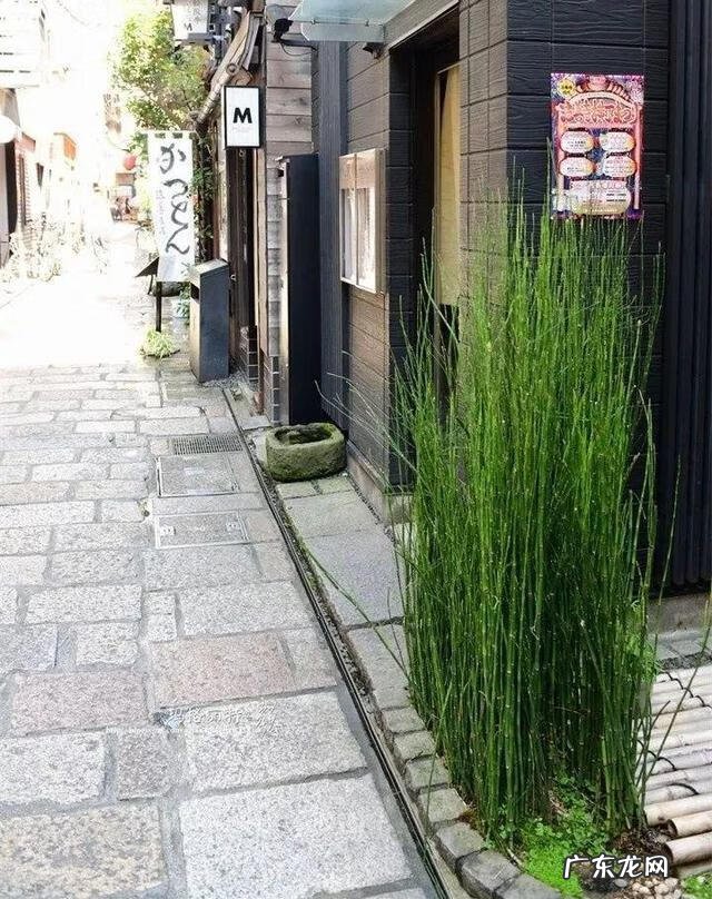 通天草花卉 通天草