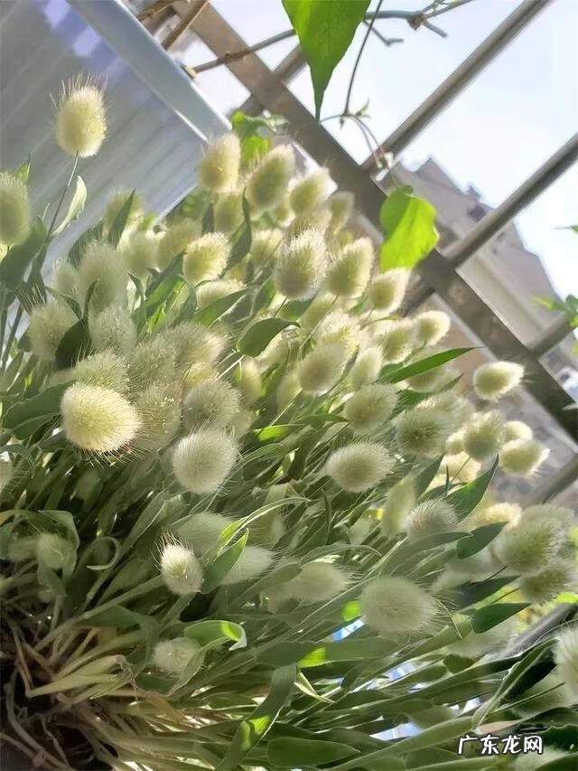 通天草花卉 通天草