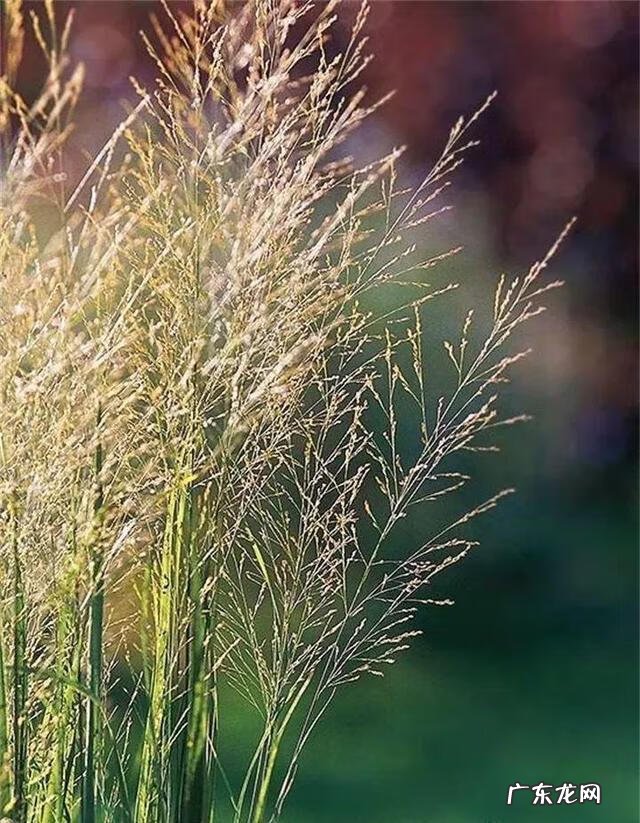 通天草花卉 通天草